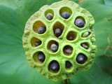 lotusflower-b6313664d1f76198b446a14719169d147981a624