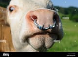 cow-with-a-nose-ring-upper-bavaria-bavaria-DGJRDJ