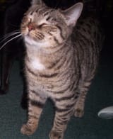 katte