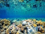 MmA5Ijj-coral-reef-wallpaper