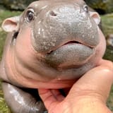 rs_1200x1200-240913135035-moo-deng-thumb