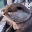 otter spook_thumb.jpg