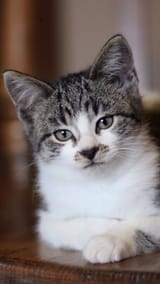 annoyed cat