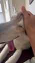 Snout_thumb.jpg