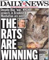 The rats are winning