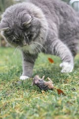 Aside-from-mice-cats-also-love-to-hunt-birds-rats-lizards-snakes-frogs-and-occasionally-larger-animals