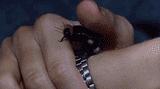 PETthebee