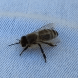 Dancybee