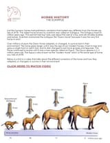horsehistory