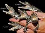 crocodiles laughing