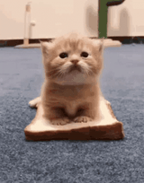 kitty-cat-sandwich