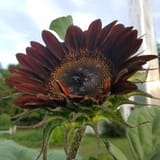 Moulin Rouge Sunflower