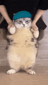 Gato