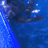 rays