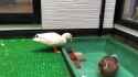 duck down_thumb.jpg