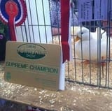 supreme champion