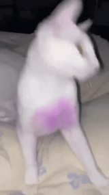 catjam-bop