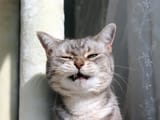 catso