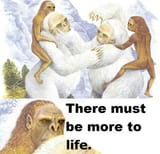 Contemplative Ape Jousting