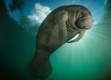 Manatee