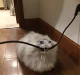 catdie