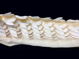 tiger-shark-teeth
