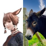 Miqo&#039;te are donkeys