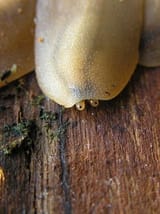 pancake slug