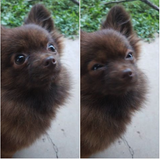 suspicion_dog