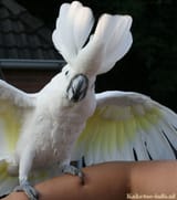 witkuifkaketoe3