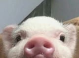piggy