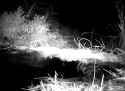 Beavers at night_thumb.jpg
