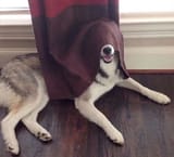 hand it over, that thing, your bark soul