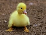 a-duckling
