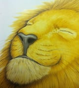 content lion
