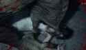 death27_thumb.jpg