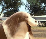 dog face