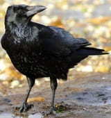 Corvus_corone_-near_Canford_Cliffs,_Poole,_England-8