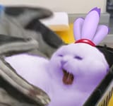blaze at the vet