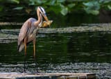 crane