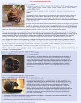 028_Beaver_violence