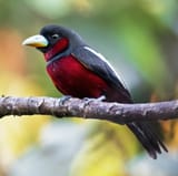 edgy bird