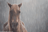 megoszthat%C3%B3-horse