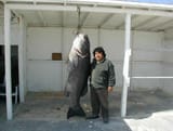 Sea Bass