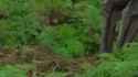 Quetzalcoatlus nest_thumb.jpg