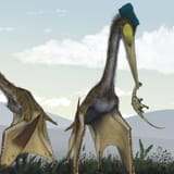 140716_CC_Pterosaur_P-3621410490