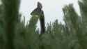 Hatzegopteryx hunt_thumb.jpg