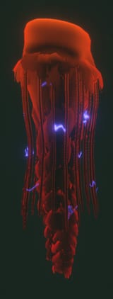 OW_Jellyfish