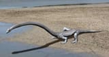 Tanystropheus