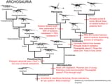 104Archosauria